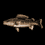 Cooked Walleye
